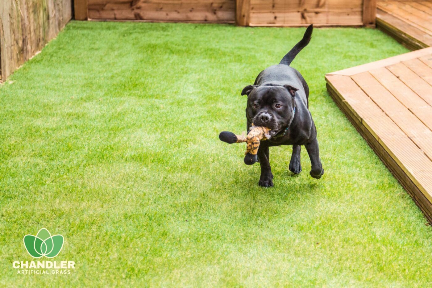 dog on artificial grass lawn chewing a dog toy. Photo taken in the city of Chandler, Arizona